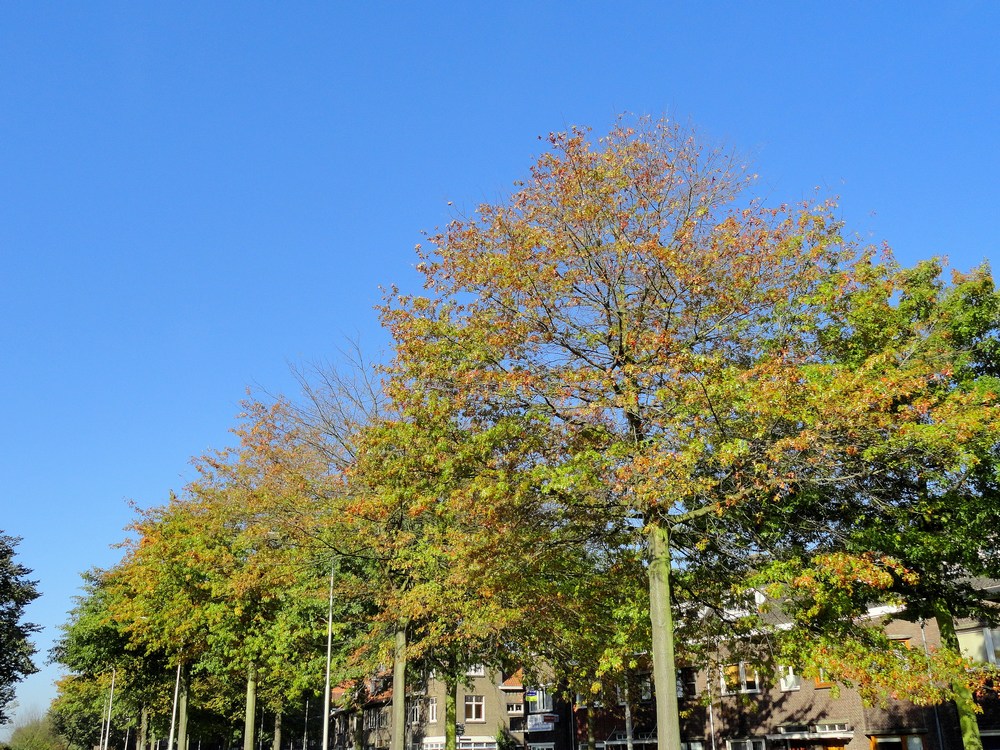 Diepe blauwe lucht, ideaal voor mooie vriesnachten (foto H Voermans) Diepe blauwe lucht, ideaal voor mooie vriesnachten (foto H Voermans)