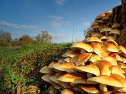 November start mogelijk record-warm