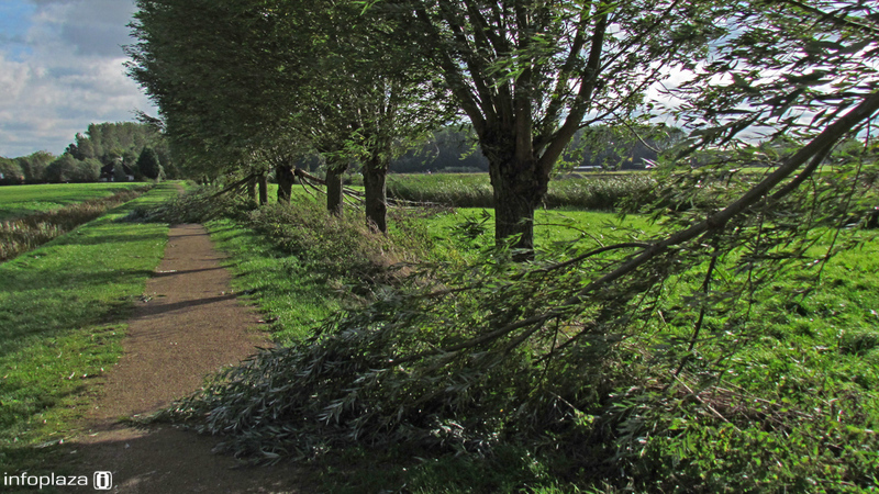 Omgewaaide bomen Omgewaaide bomen